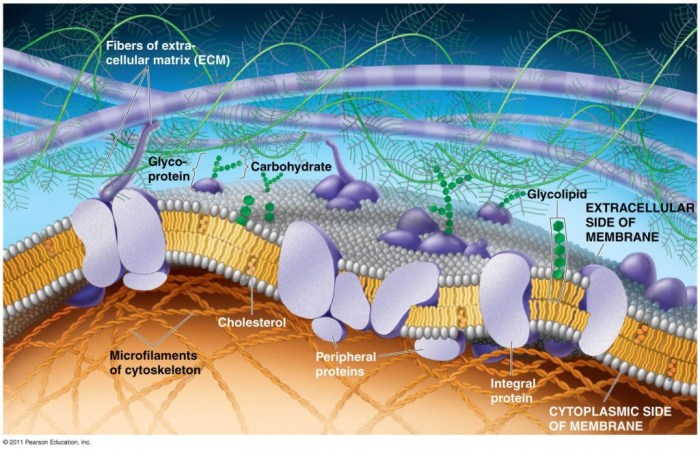 Membrane channels simulating