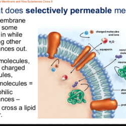 In biological systems membrane channels are usually permeable to