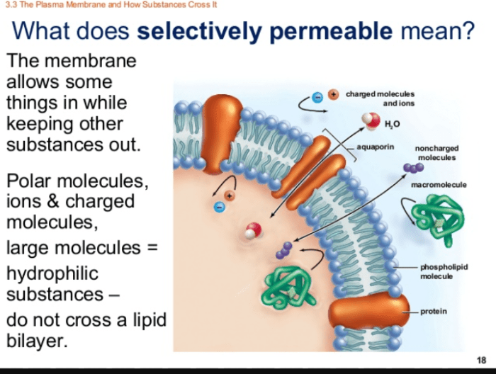 In biological systems membrane channels are usually permeable to