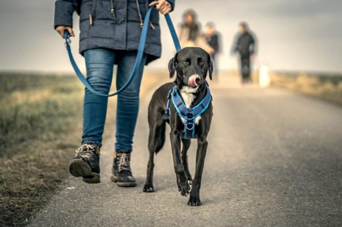 Mi perro / gustarle ir de paseo por el bosque