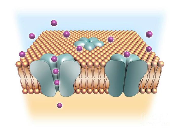 In biological systems membrane channels are usually permeable to